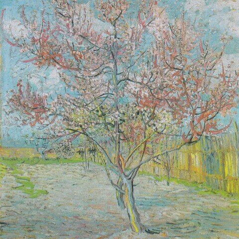 Peach Trees in Blossom