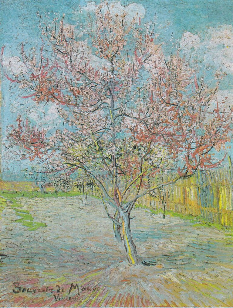 Peach Trees in Blossom