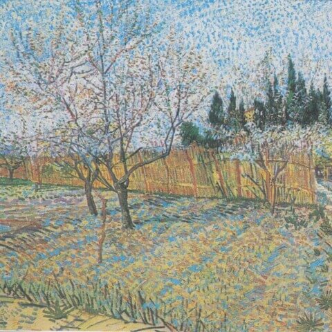 Orchard with Peach Trees in Blossom