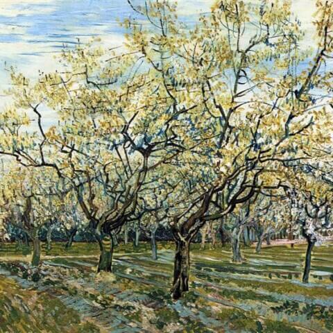 Orchard with Blossoming Plum Trees