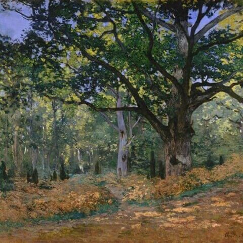 The Bodmer Oak