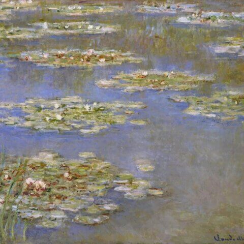 Water Lilies